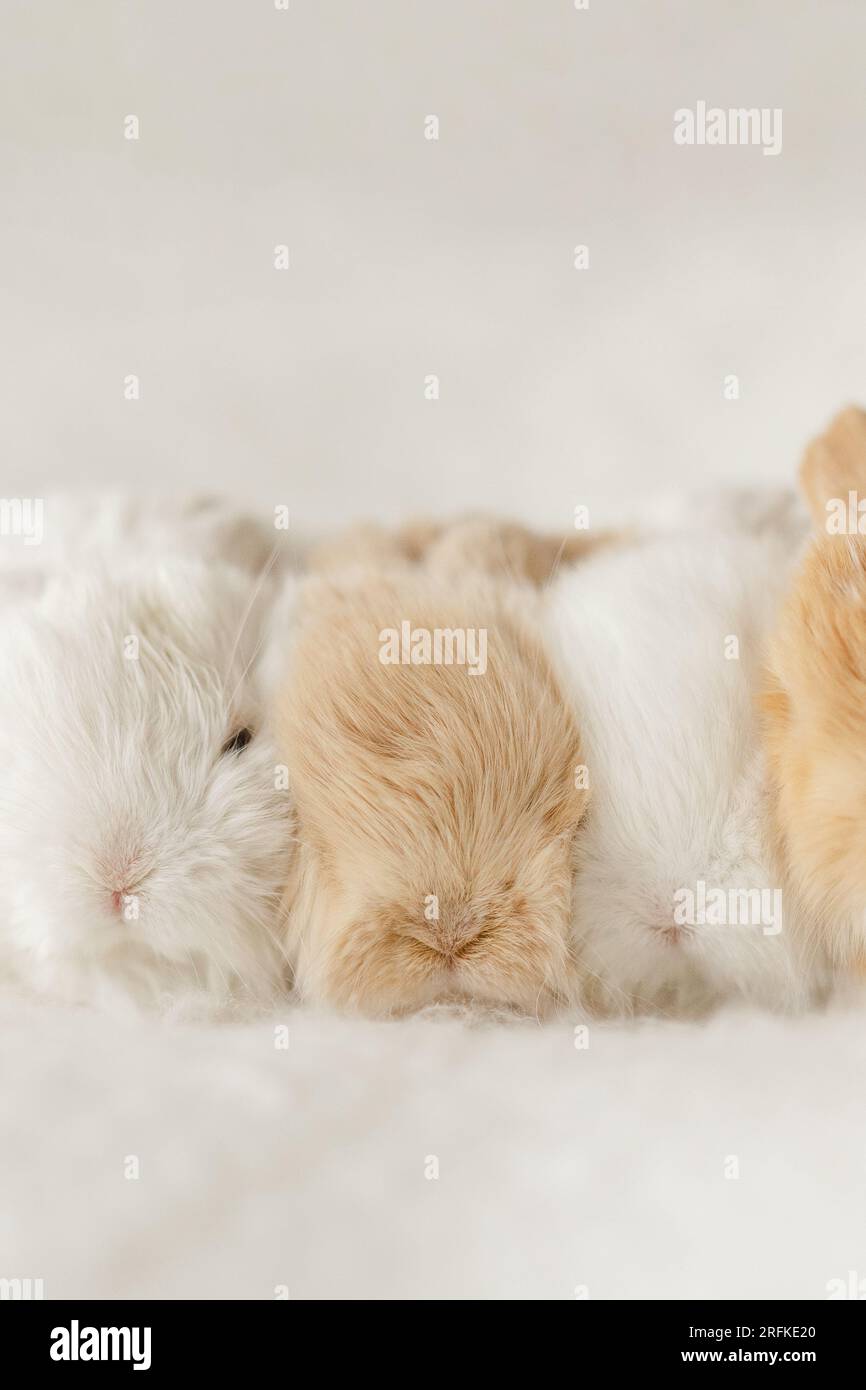 i cuccioli di coniglietti si aggrappano su una coperta Foto Stock