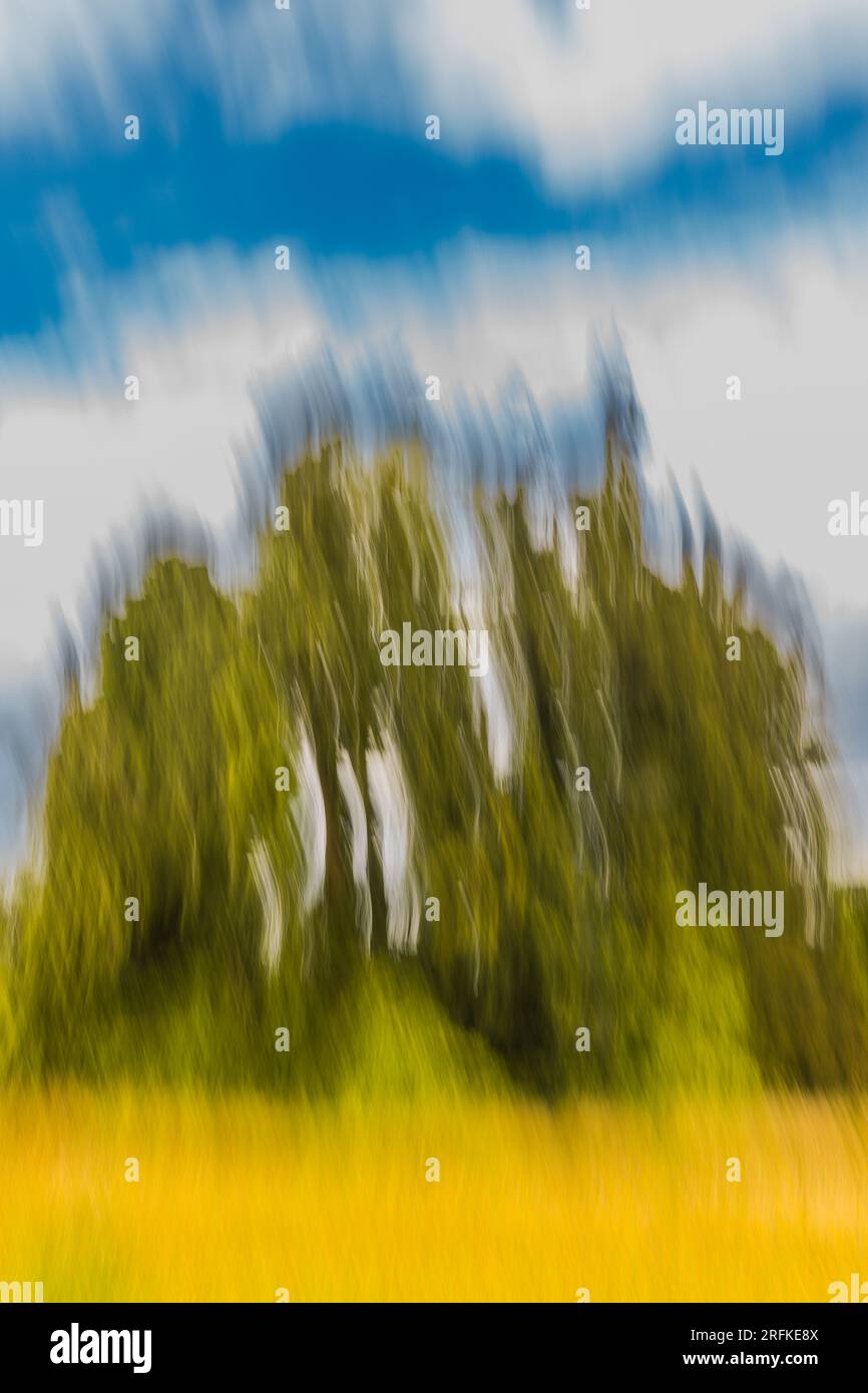 Albero solitario con movimento intenzionale della telecamera Foto Stock