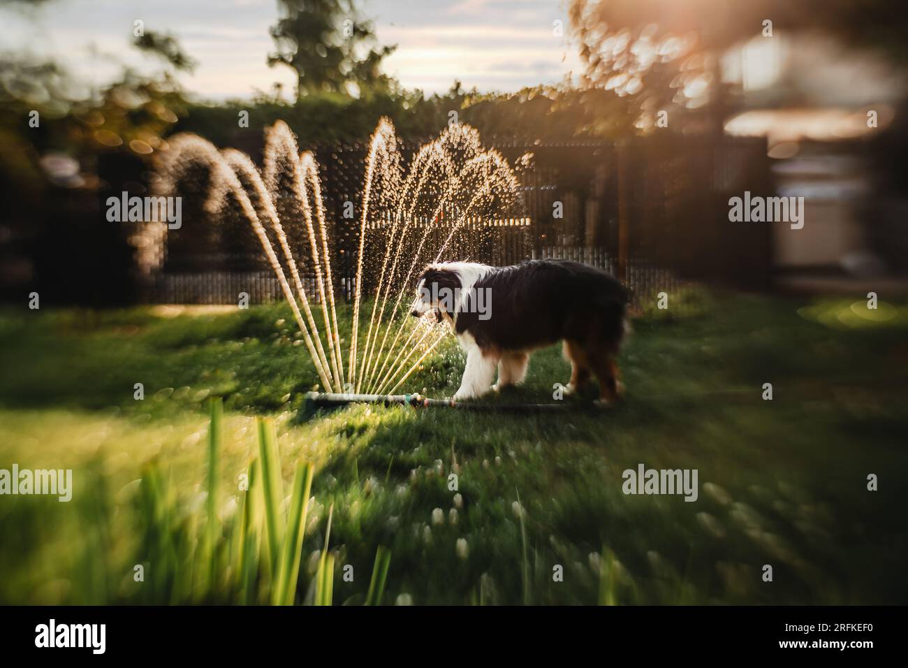 il cane beve acqua al tubo durante una serata estiva Foto Stock