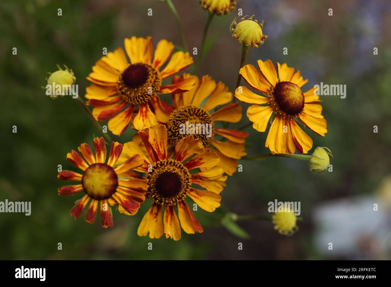 fiori di starnuti comuni in piena fioritura nel giardino estivo Foto Stock