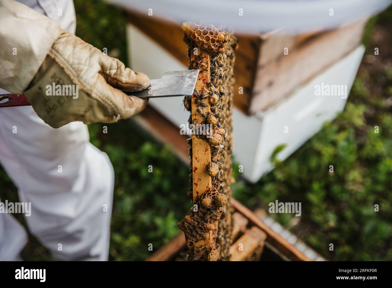 apicoltore che rimuove le cellule reali degli alveari Foto Stock