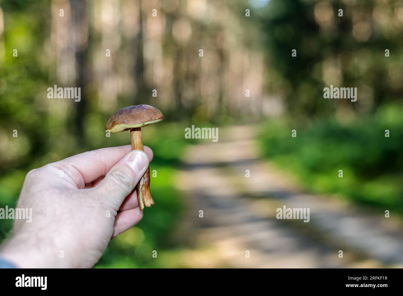 raccolta di funghi in una foresta in autunno Foto Stock