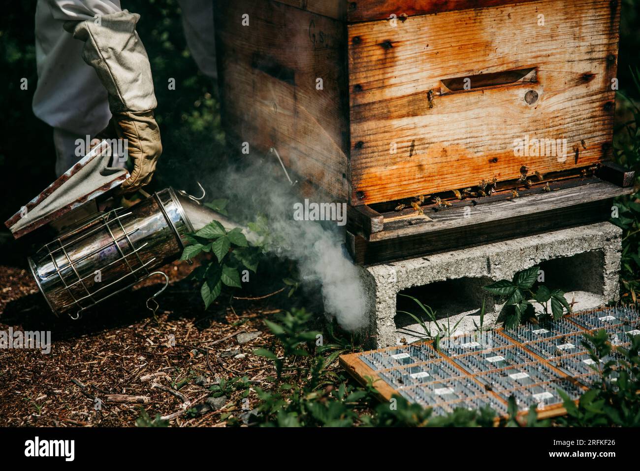 apicoltore che fuma gli alveari per ispezionarli Foto Stock