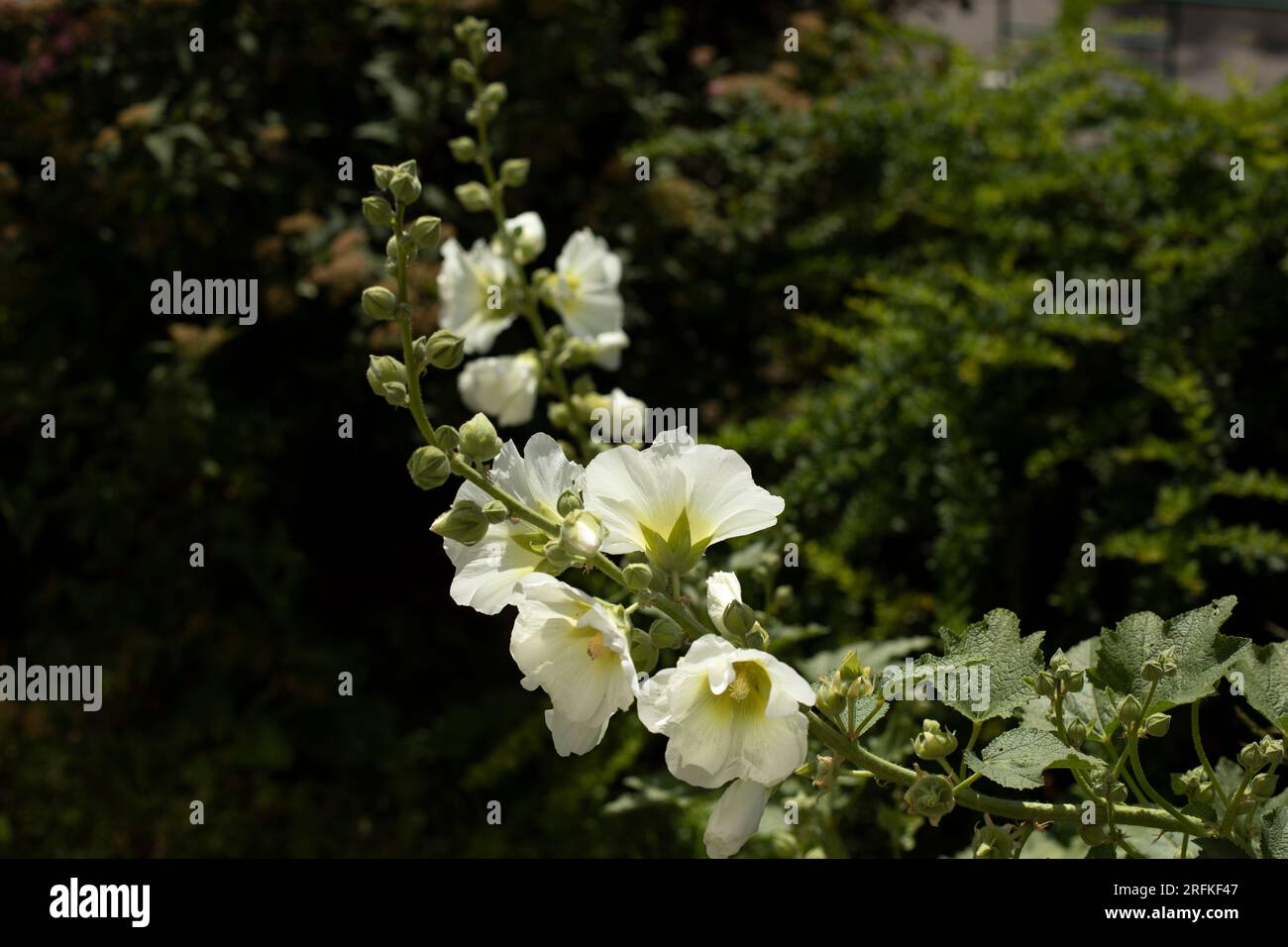 Fiori in giardino. Dettagli della natura. Sfondo naturale. Foto Stock