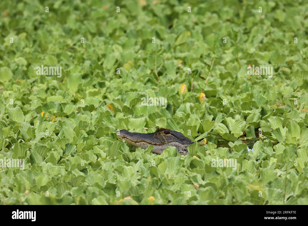 Florida Alligator Foto Stock