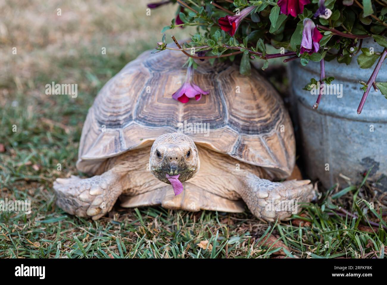 Primo piano di tartaruga che mangia fiori primaverili Foto Stock