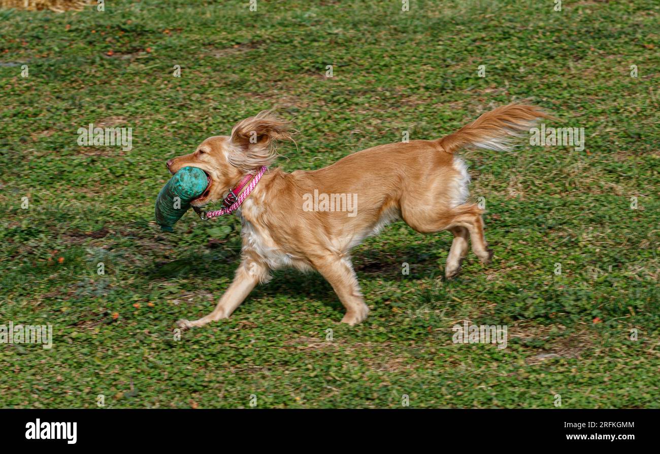 Pulsanti Parlanti Per Cani LUFEIS - 4 Bottoni Registrabili Per Addestramento E Giochi Interattivi - Foto 2