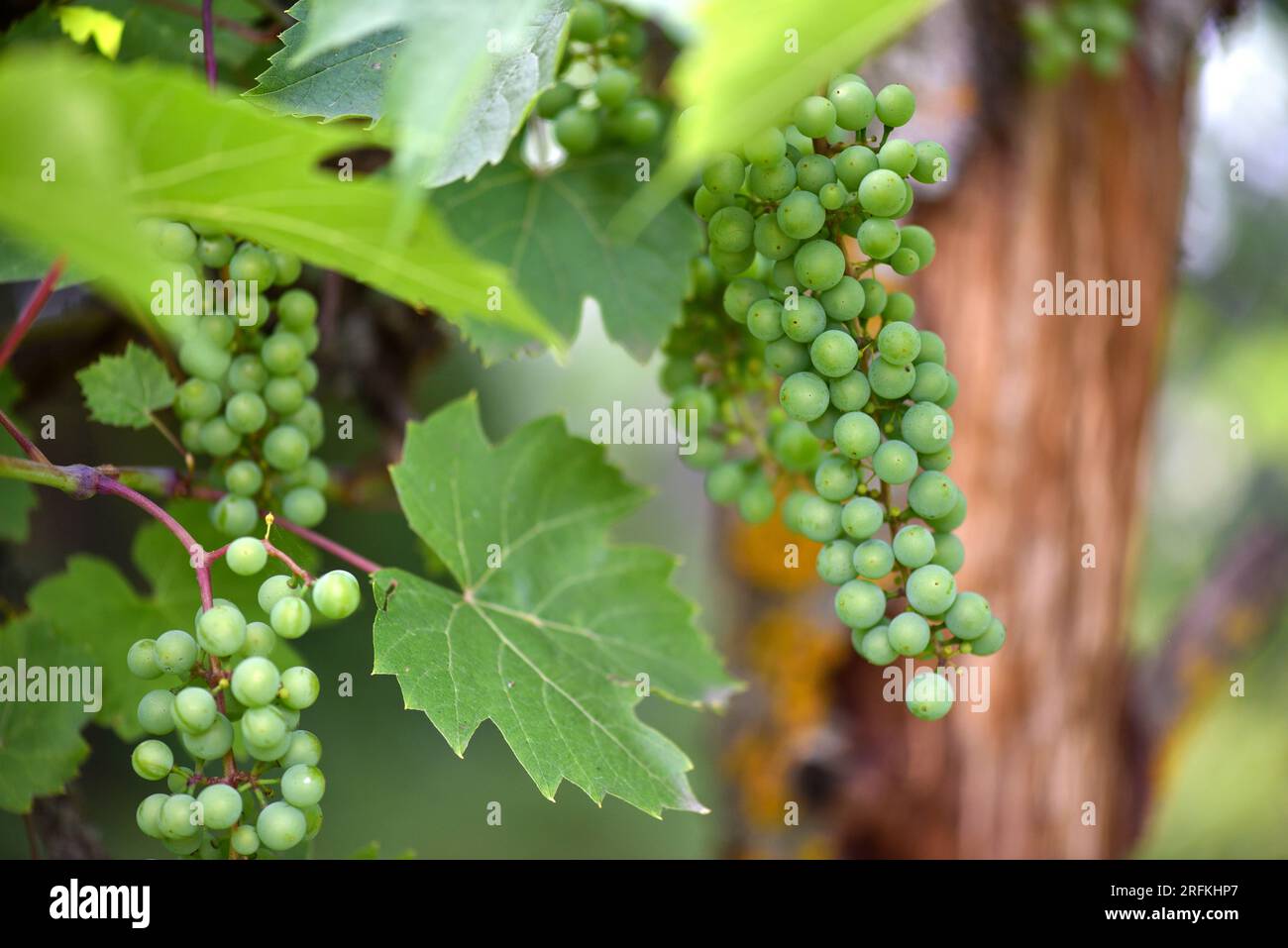 Uva da vino giovane verde nel vigneto. Inizio estate primo piano di uve che crescono su viti in un vigneto Foto Stock