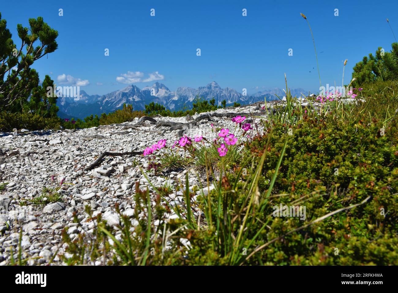 Gruppo di fiori di legno rosa (Dianthus sylvestris) e cime montuose di Jalovec e Mangart nelle alpi Giulie a Gorenjska, Slovenia Foto Stock