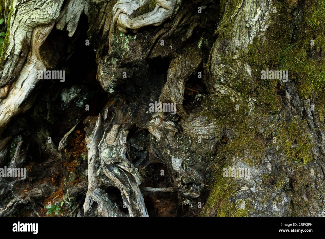 Grandi radici di alberi, enorme rizoma di alberi ruvidi Foto Stock