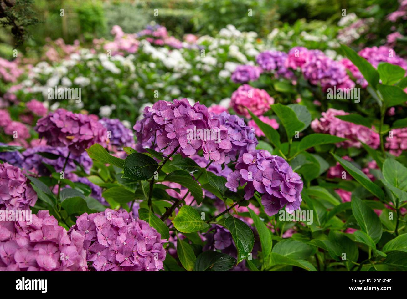 Giardino di ortensia nel Devon con Mophead Hydrangea macrophylla Renata Steigner davanti Foto Stock