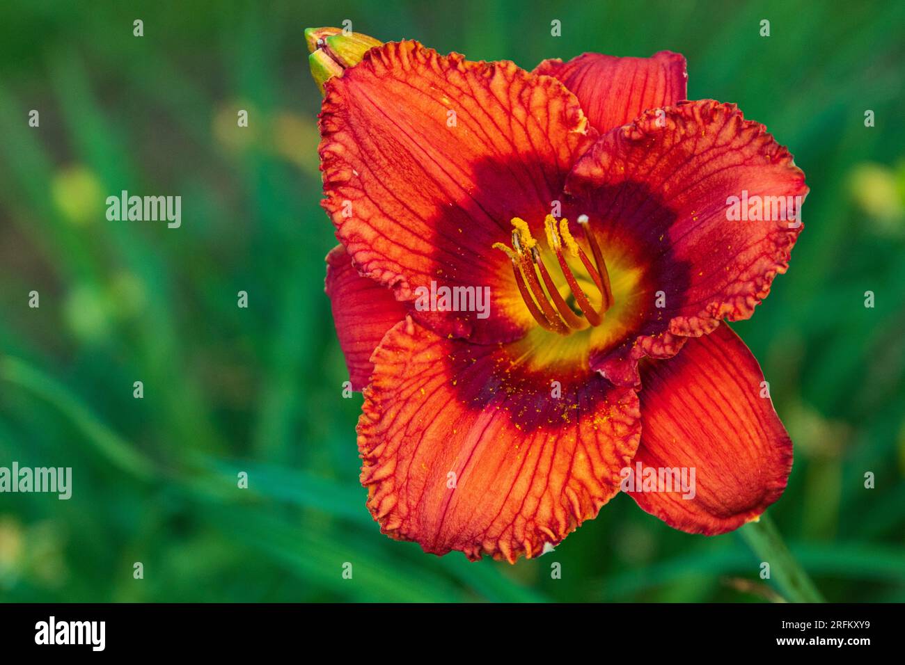 rosso arancione diurno con marrone e centro giallo Foto Stock