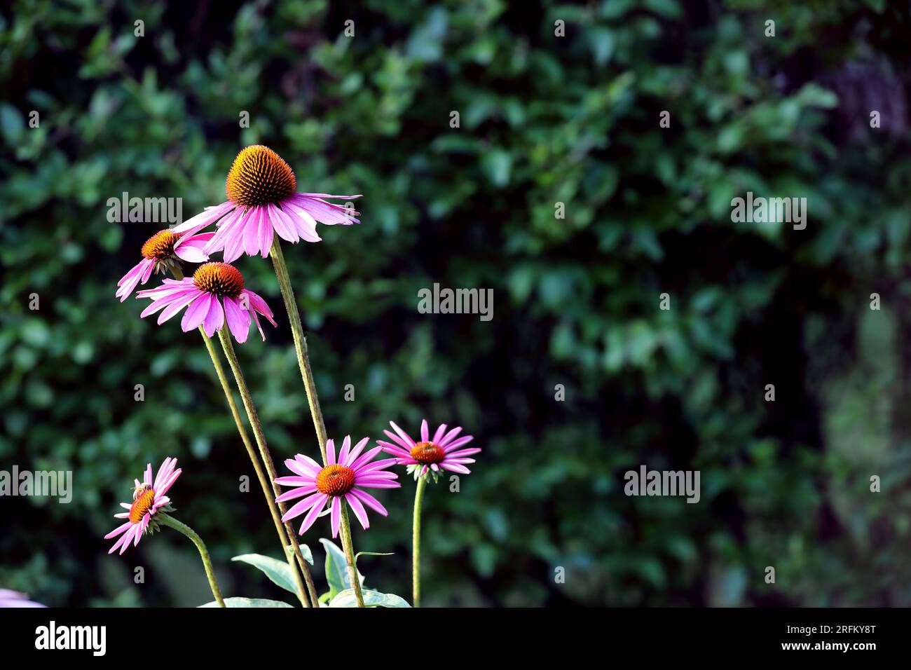 Fiori di cono viola. o echinacea, una pianta in fiore nella famiglia delle margherite. Ha dieci specie, trovate nell'America centrale e orientale del Nord. Foto Stock Fiori di cono viola. o echinacea, una pianta in fiore nella famiglia delle margherite. Ha dieci specie, trovate nell'America centrale e orientale del Nord. Foto Stock