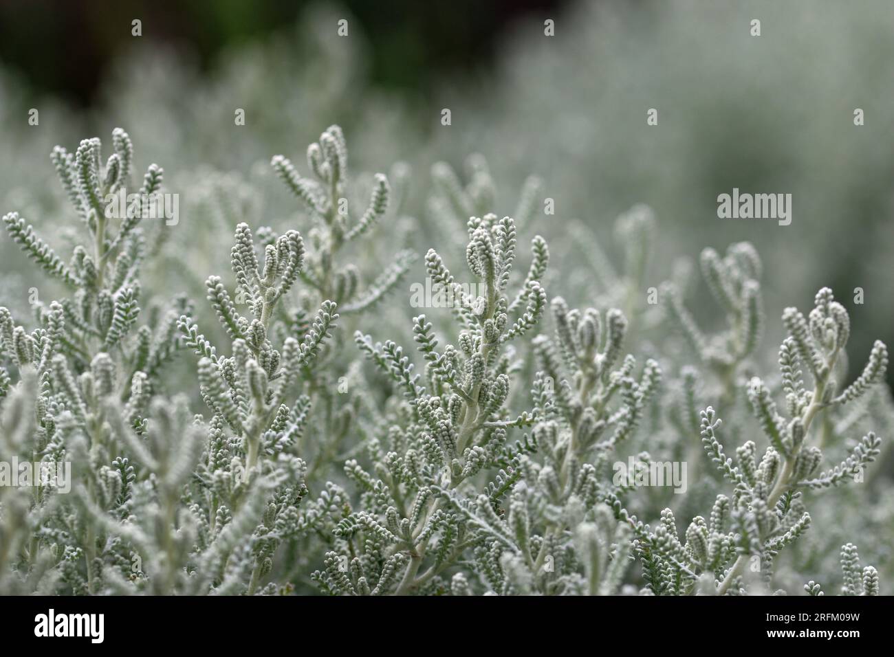 Pianta di lavanda di cotone, Santolina chamaecyparissus, fogliame grigio argento con foglie sfocate intorno ai bordi e senza fiori. Foto Stock