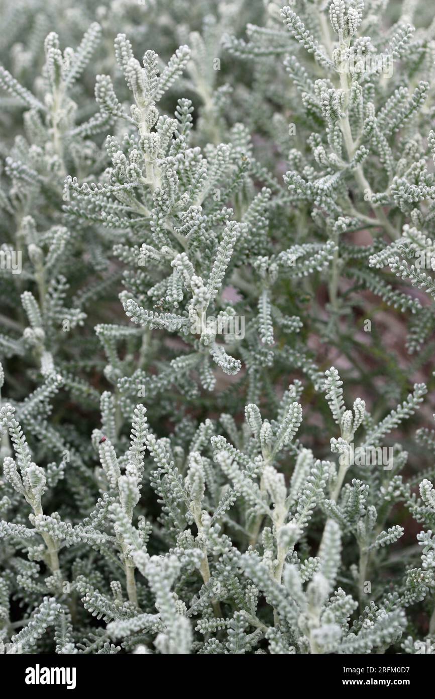 Pianta di lavanda di cotone, Santolina chamaecyparissus, fogliame grigio argento con foglie sfocate intorno ai bordi e senza fiori. Foto Stock