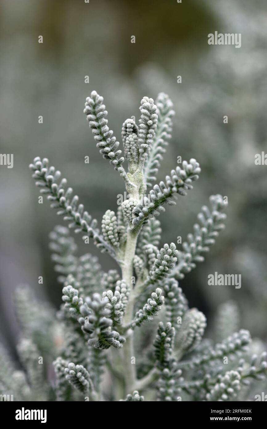Pianta di lavanda di cotone, Santolina chamaecyparissus, fogliame grigio argento con foglie sfocate intorno ai bordi e senza fiori. Foto Stock