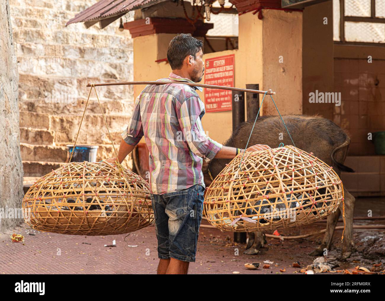 Un uomo che porta un giogo con due cesti di piccioni al tempio Kamakhya a Guwahati. C'è un vitello sullo sfondo e due uomini casuali. Foto Stock