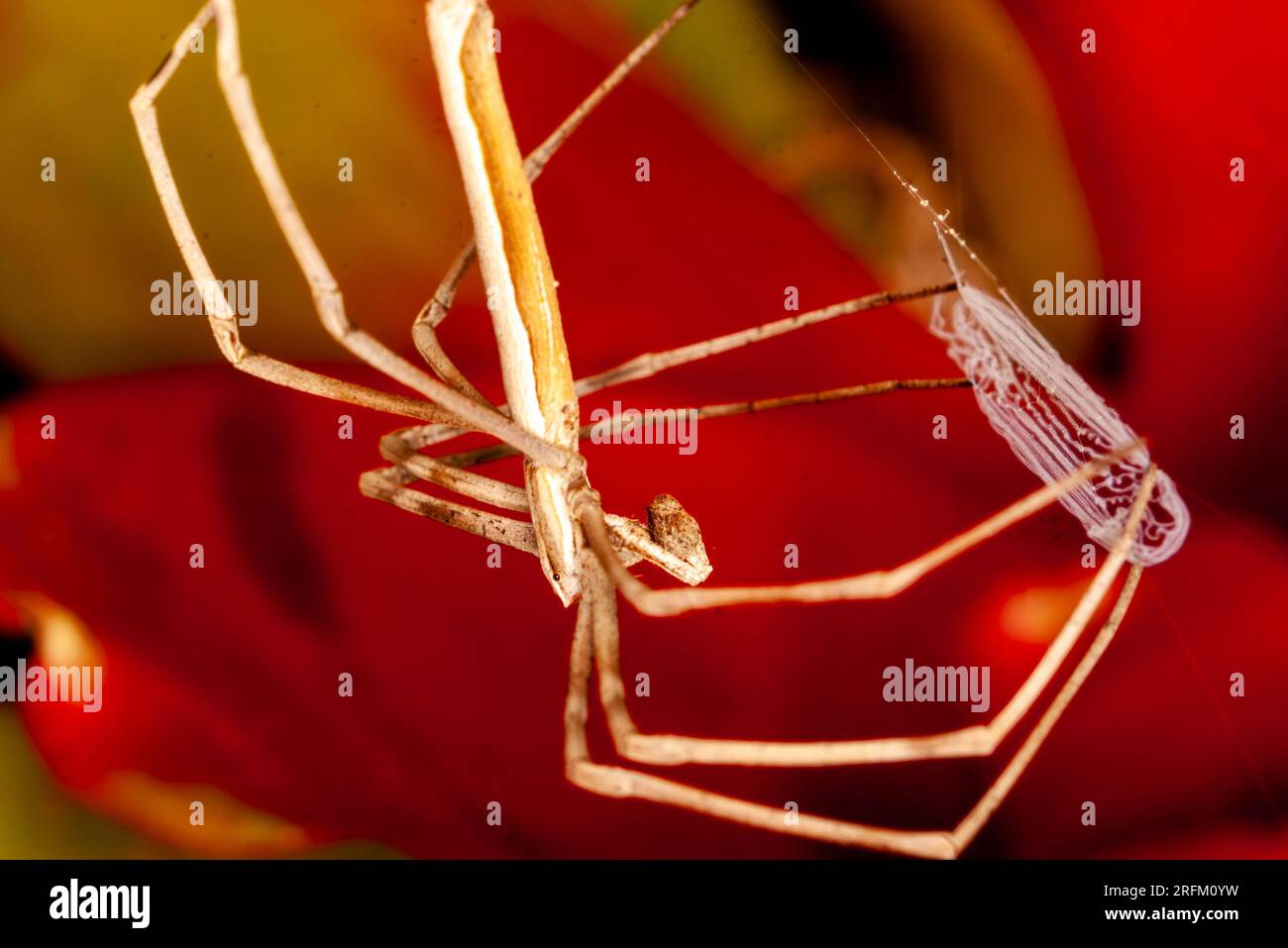 Rufous NET-casting Spider, Deinopsis subrufa, con Net, Malanda, Australia. Foto Stock