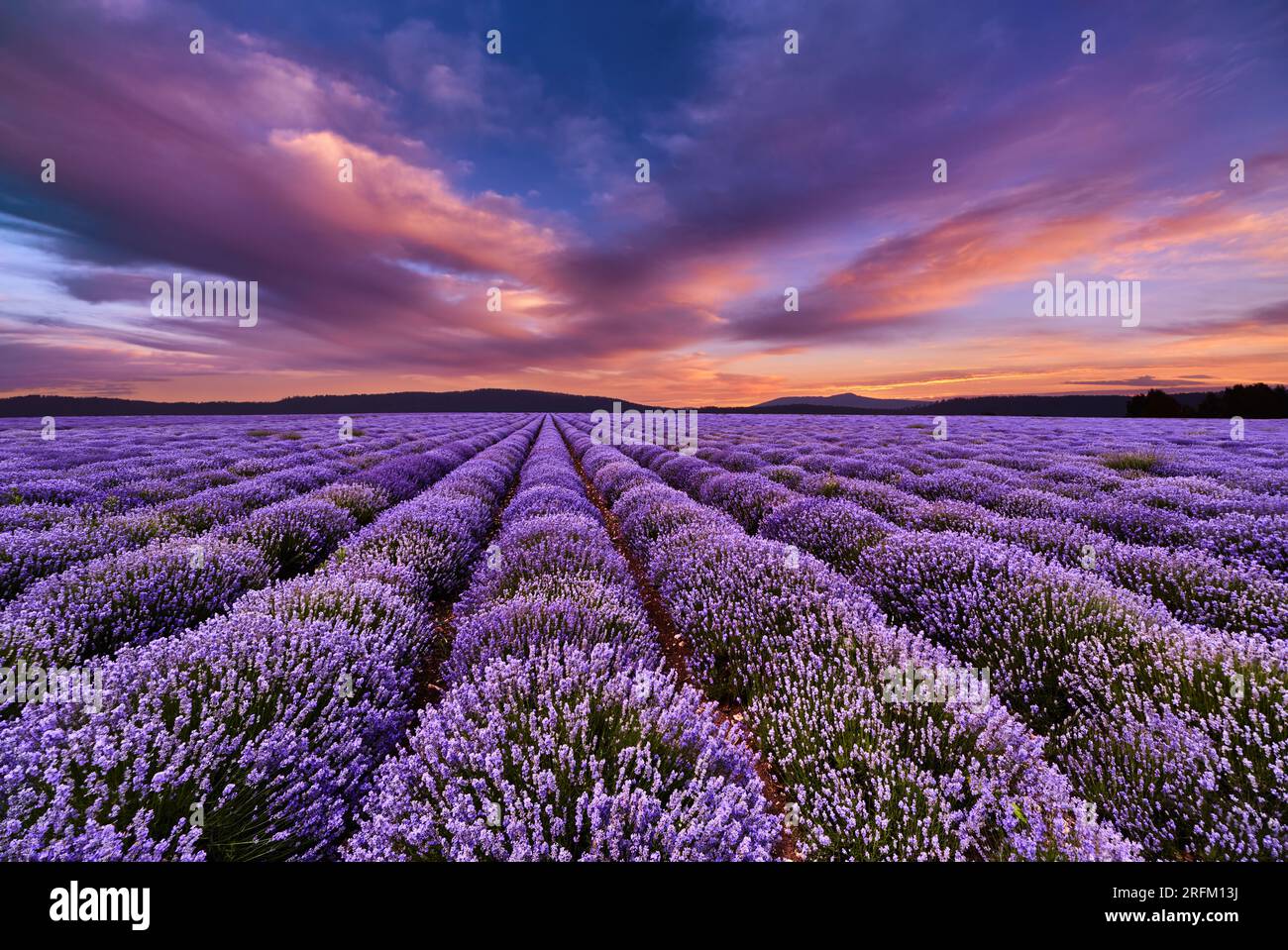 Splendido paesaggio con campo di lavanda e cielo colorato al tramonto Foto Stock