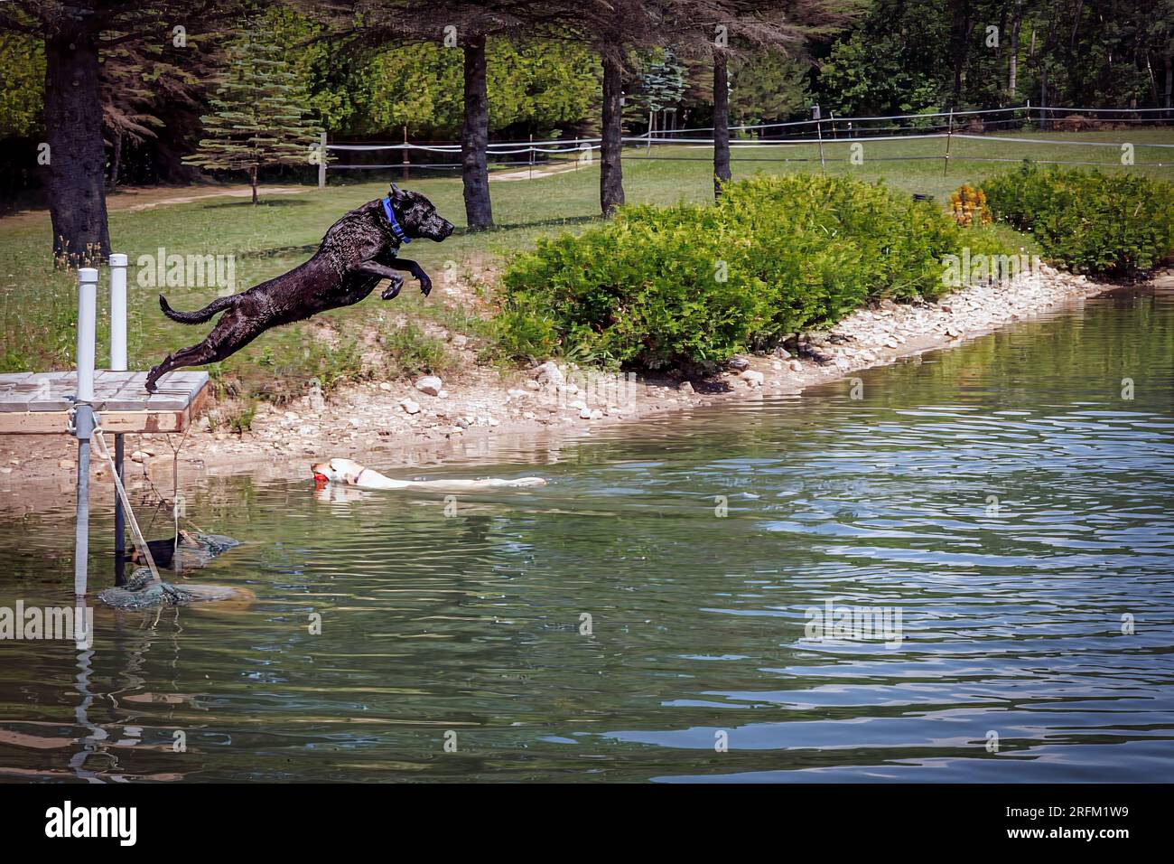 Un labrador retriever nero salta da un molo in uno stagno a Branch, Wisconsin, vicino a Manitowoc. Foto Stock