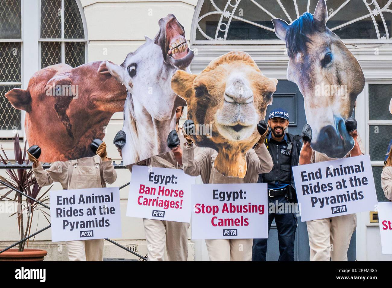 Londra, Regno Unito. 4 agosto 2023. Sostenitori del PETA vestiti da cavalli e cammelli fuori dall'ambasciata egiziana. Hanno chiesto la "fine dei giri degli animali alle piramidi", per esortare il governo egiziano a vietare l'uso di cavalli e cammelli per trasportare i turisti alle piramidi, a causa del trattamento crudele degli animali ivi sfruttati. Crediti: Guy Bell/Alamy Live News Foto Stock