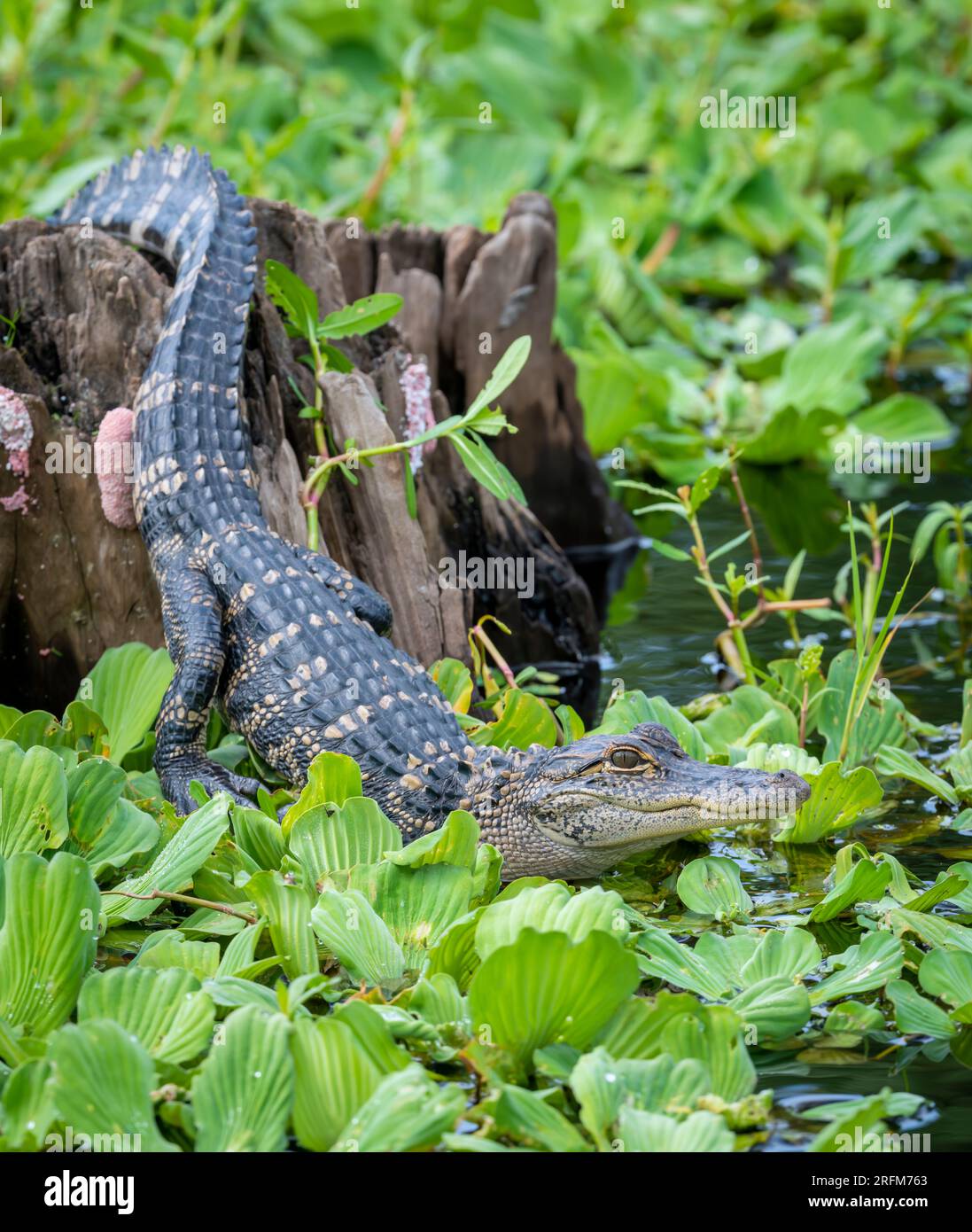 Young American alligator (Alligator mississippiensis), Florida, USA, di Dominique Braud/Dembinsky Photo Assoc Foto Stock