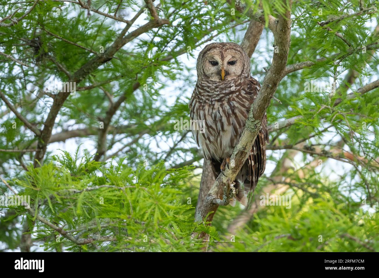 Gufo barrato (Strix varia) arroccato nell'albero di cipresso calvo (Taxodium distichum), Florida, USA, di Dominique Braud/Dembinsky Photo Assoc Foto Stock