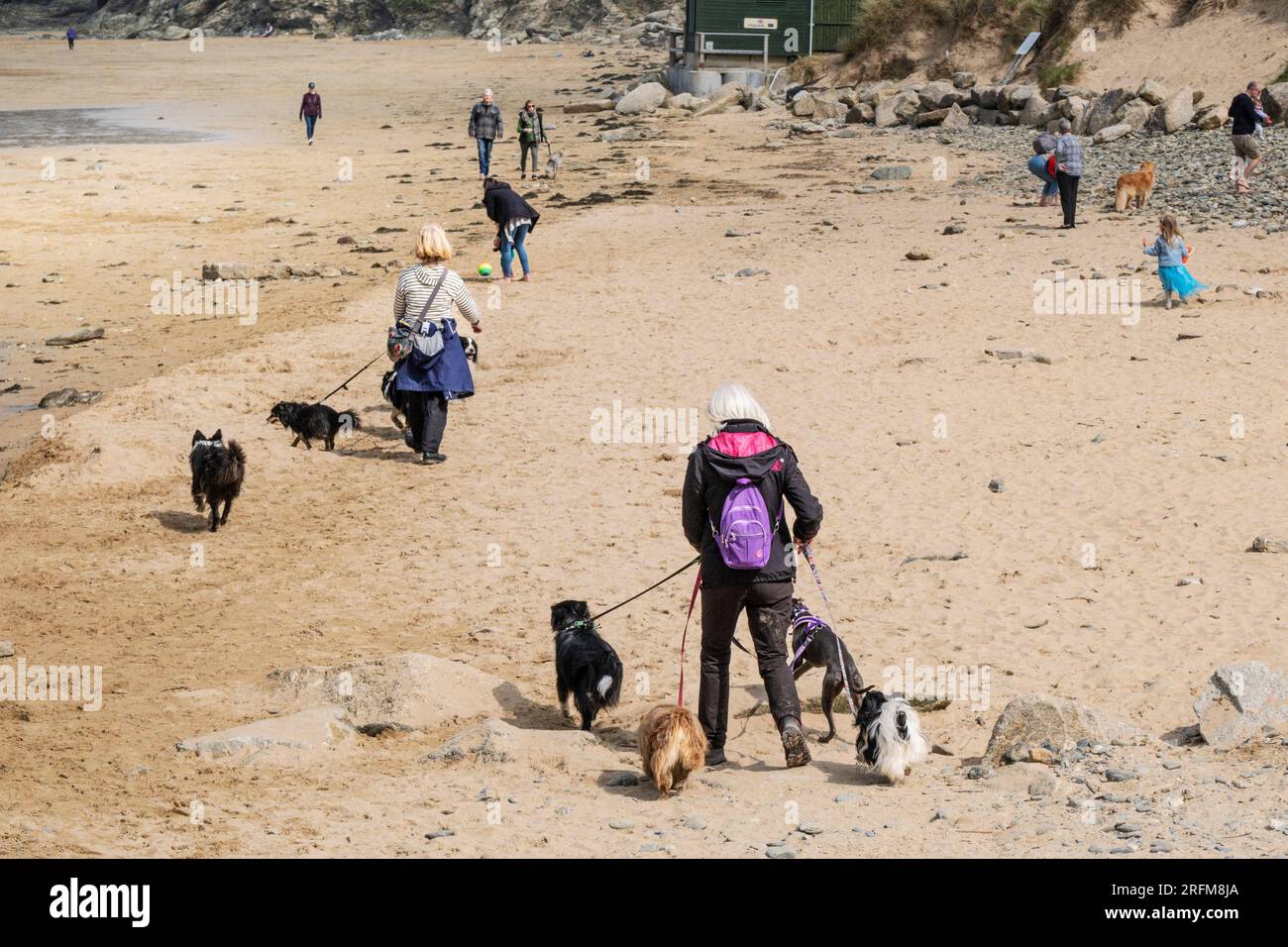 Dog Walkers sulla spiaggia di Mawgan Porth in Cornovaglia nel Regno Unito. Foto Stock