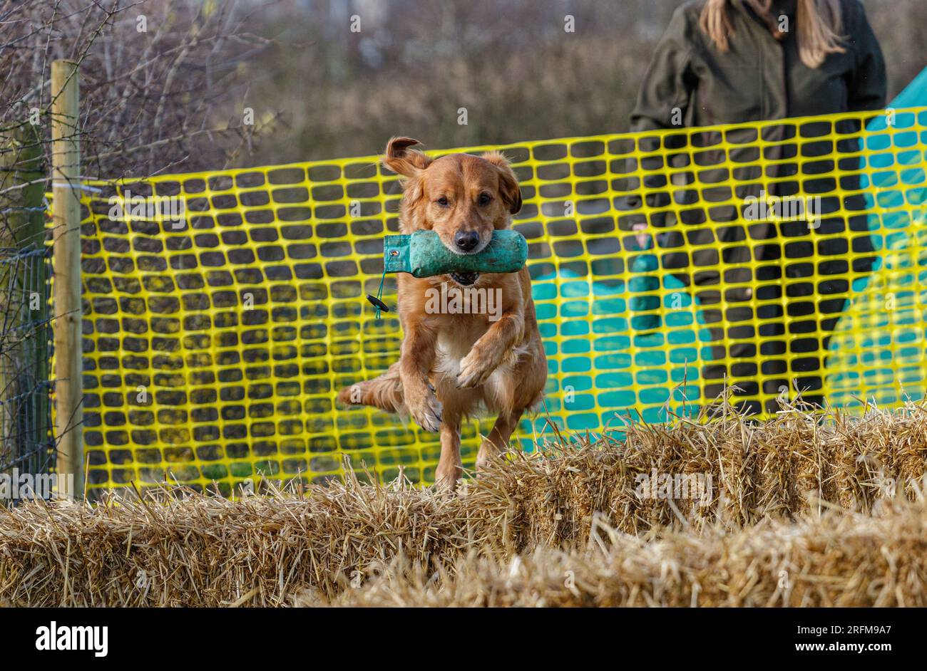 Sessione di addestramento per cani da caccia Working Labrador Retriever con Volucris Gundog Training. Fare pratica con i recuperi visibili e ciechi con i loro gestori Foto Stock