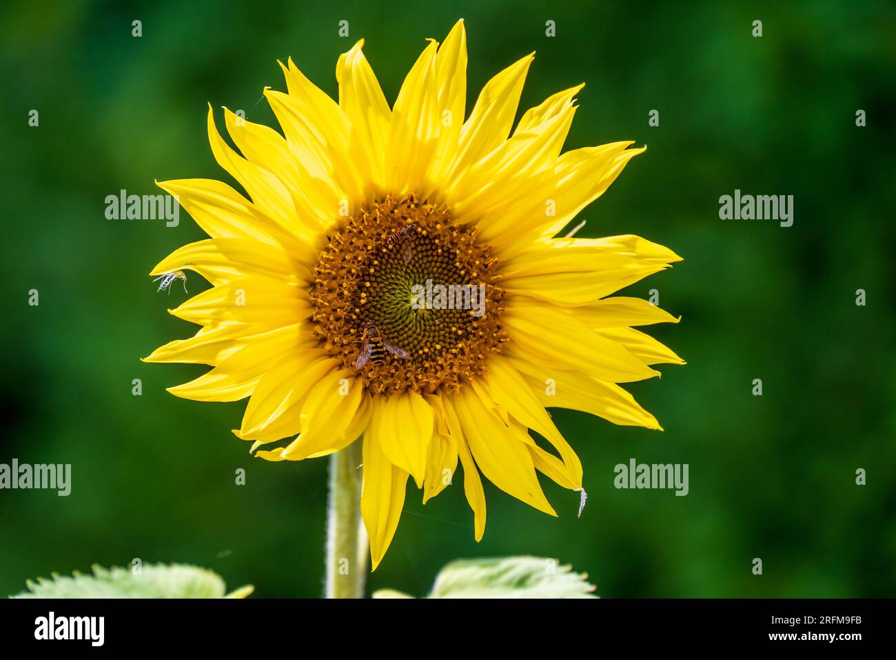 Il girasole fiorisce con polline che raccoglie le mosche. Foto Stock