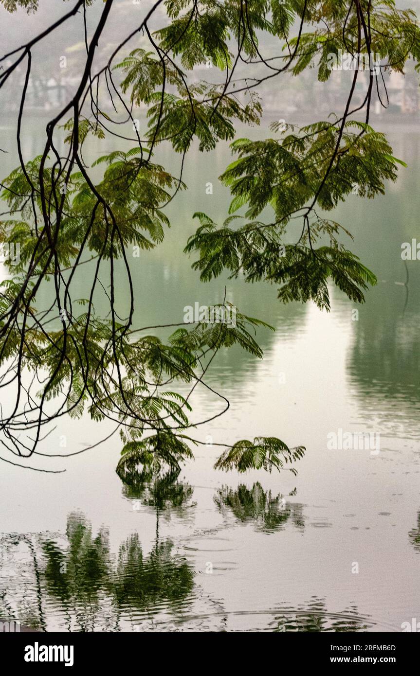 Ramo basso appeso e foglie bagnate sotto pioggia nebbiosa al lago Hoan Kiem, Hanoi, Vietnam Foto Stock