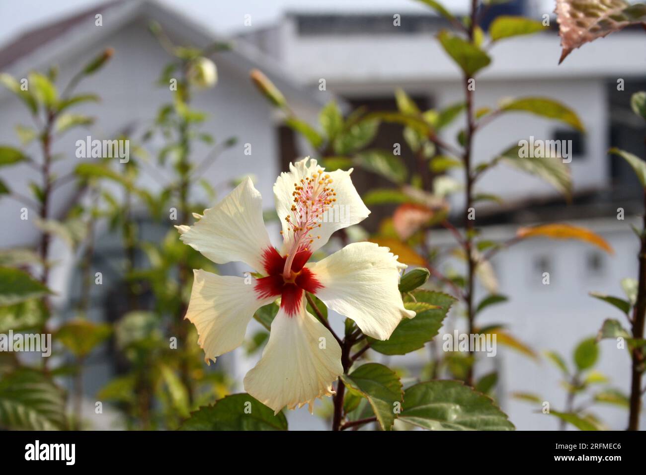 Ibisco cinese di colore pesca (Hibiscus rosa-sinensis) in fiore : (pix Sanjiv Shukla) Foto Stock