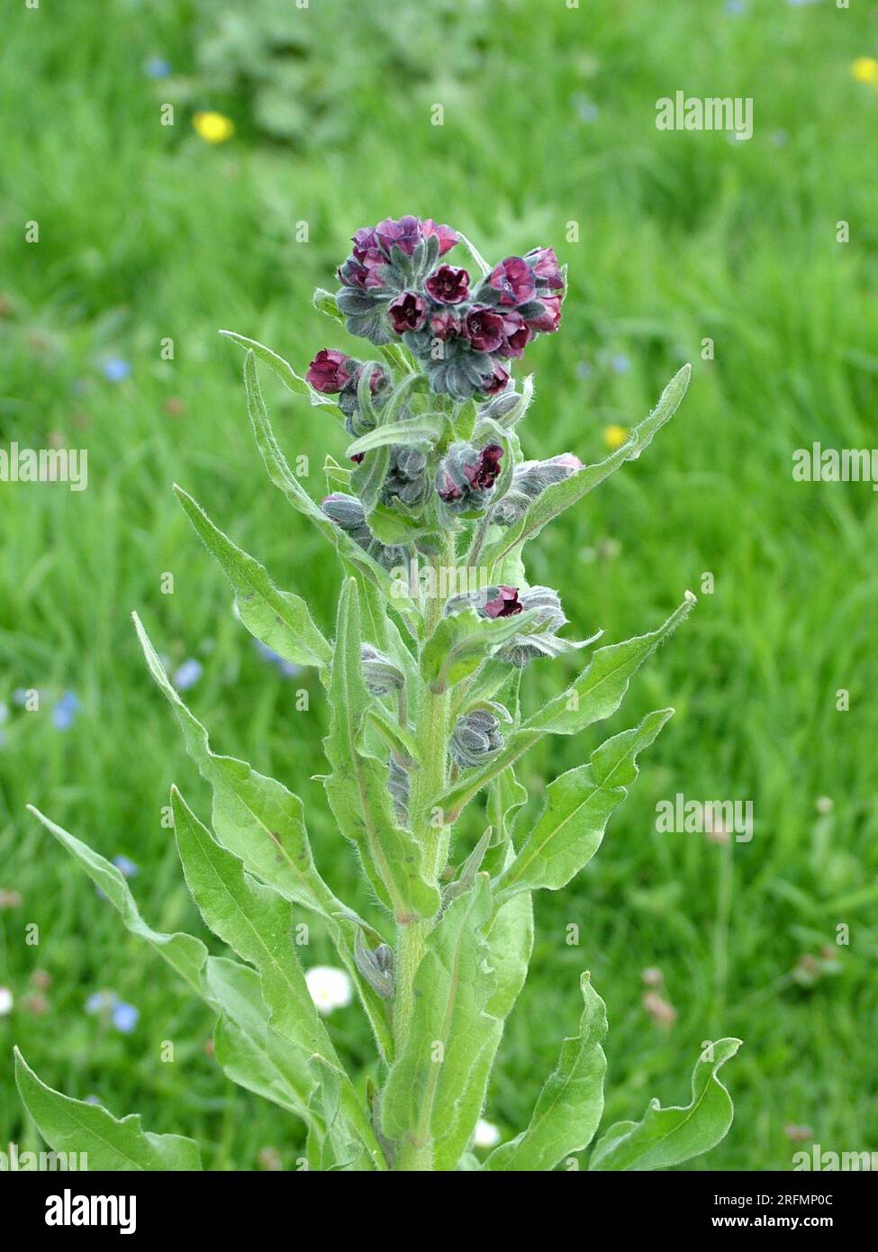 Hound's-Tongue,'Cynoglossum officinale', un'erba biennale con foglie lunghe, strette, delicatamente pelose con suoli viola flowers.calcarious o sabbiosi.flo estivo Foto Stock