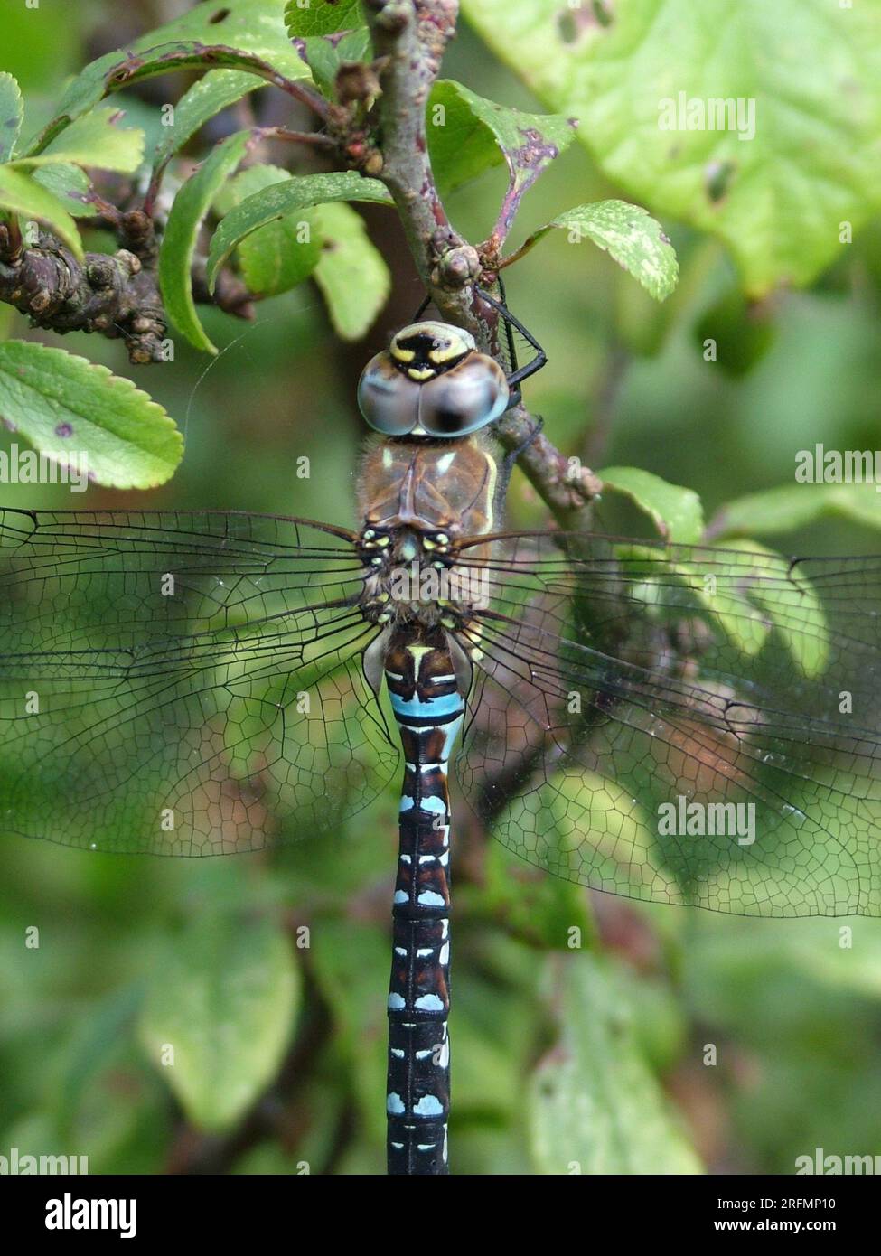 Dragonfly Hawker comune, 'Aeshna juncae,'Close Up, volando da giugno a ottobre. Si trova principalmente nelle piscine della brughiera, nei laghi e nei laghetti con giardino. La più grande a Foto Stock