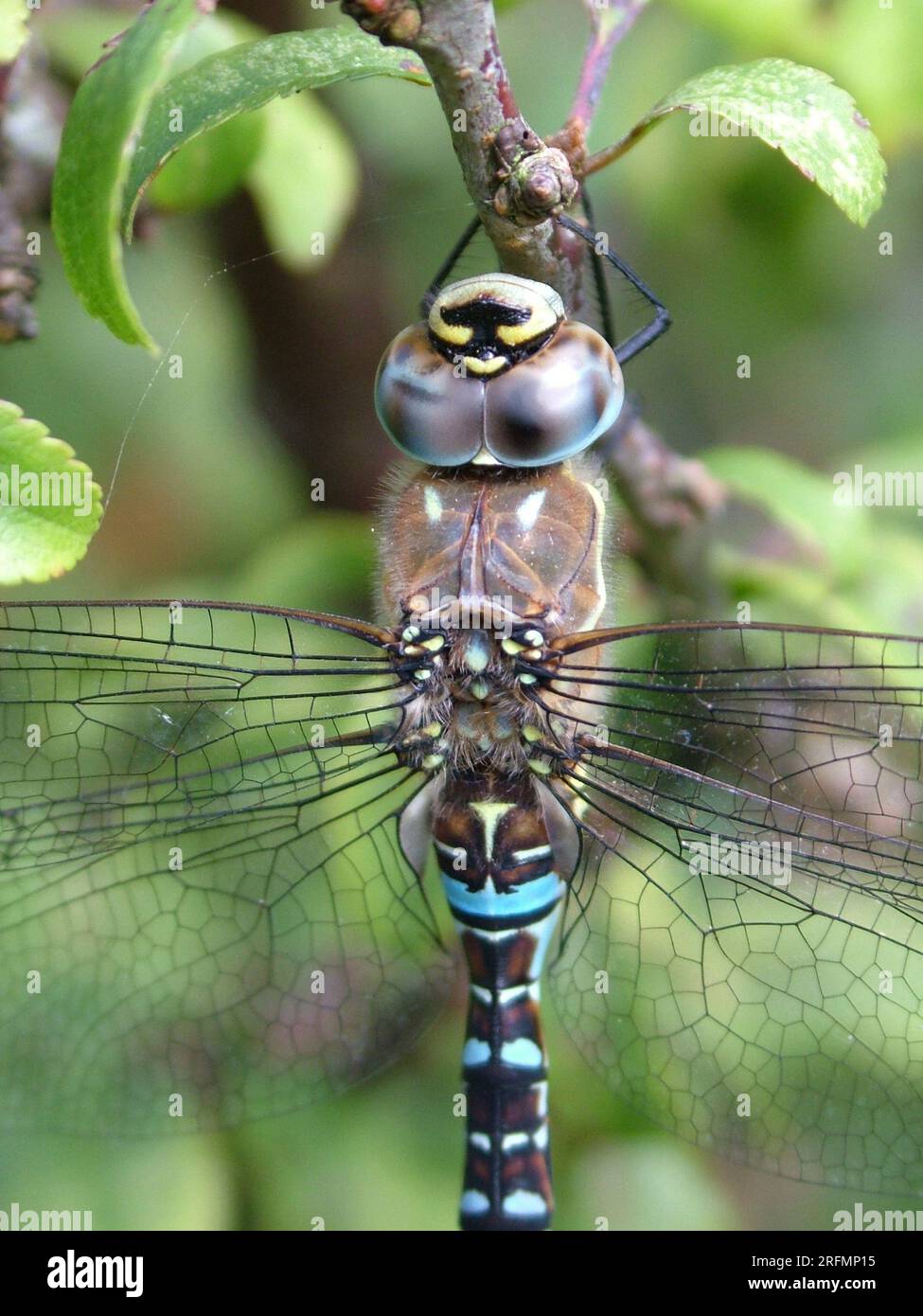 Dragonfly Hawker comune, 'Aeshna juncae,primo piano;volo da giugno a ottobre. Si trova principalmente nelle piscine della brughiera, nei laghi e nei laghetti con giardino. La più grande AN Foto Stock