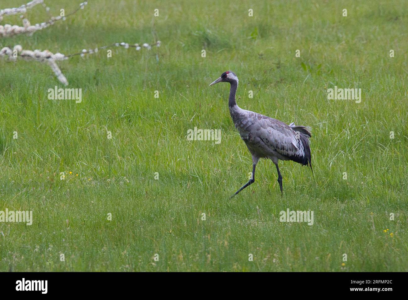 Gru comune nell'erba verde del Meclemburgo Lakeland Foto Stock