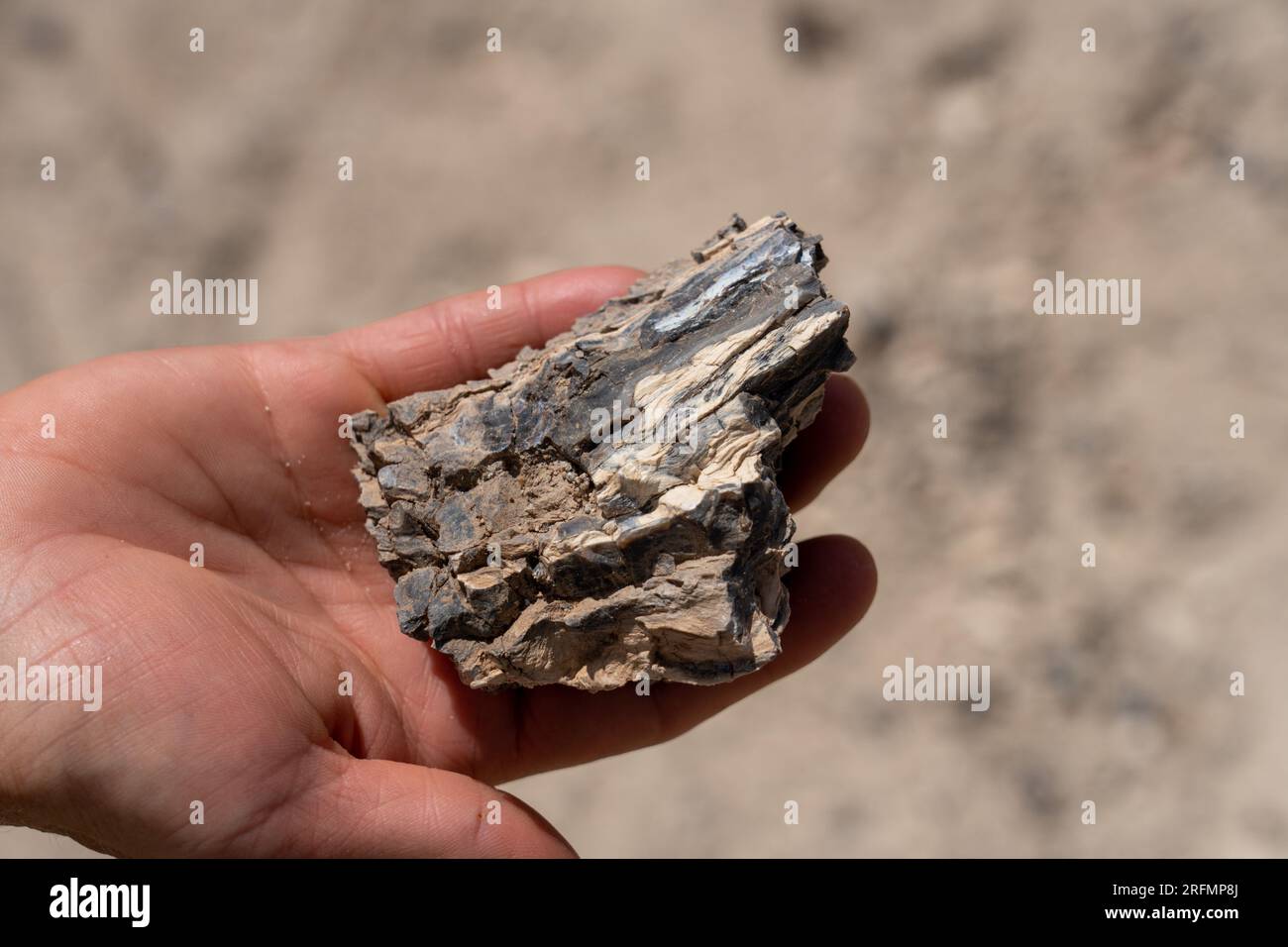 Uno scienziato tiene frammenti di legno pietrificato presso la cava dei dinosauri Burpee nel deserto di Caineville vicino Hanksville, Utah. Foto Stock