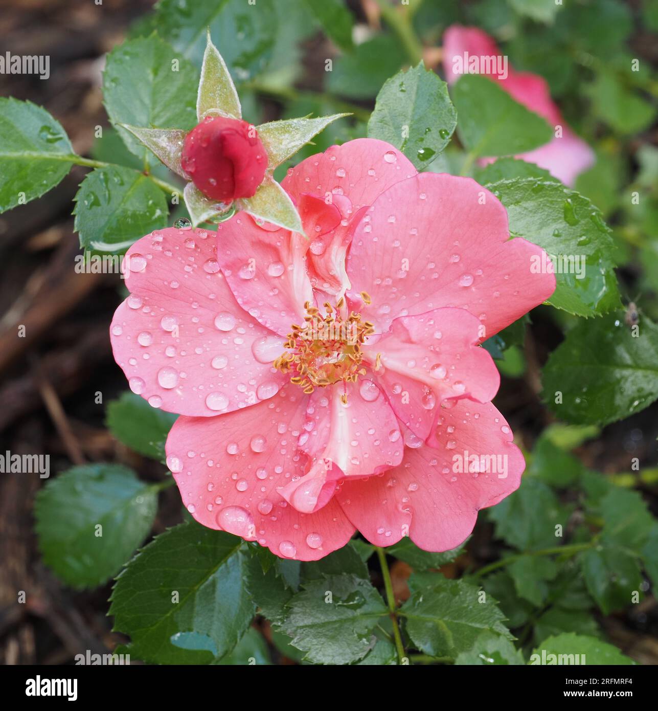 Rosa rosa fiorito in piena fioritura con gocce d'acqua (luglio). Nome scientifico: Rosa. Famiglia: Rosaceae. Ordine: Rosales. Regno: Plantae. Foto Stock
