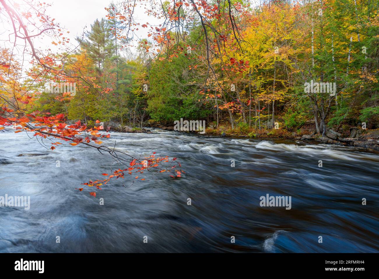 Splendidi colori autunnali lungo un fiume con rapide e rapide Foto Stock Splendidi colori autunnali lungo un fiume con rapide e rapide Foto Stock