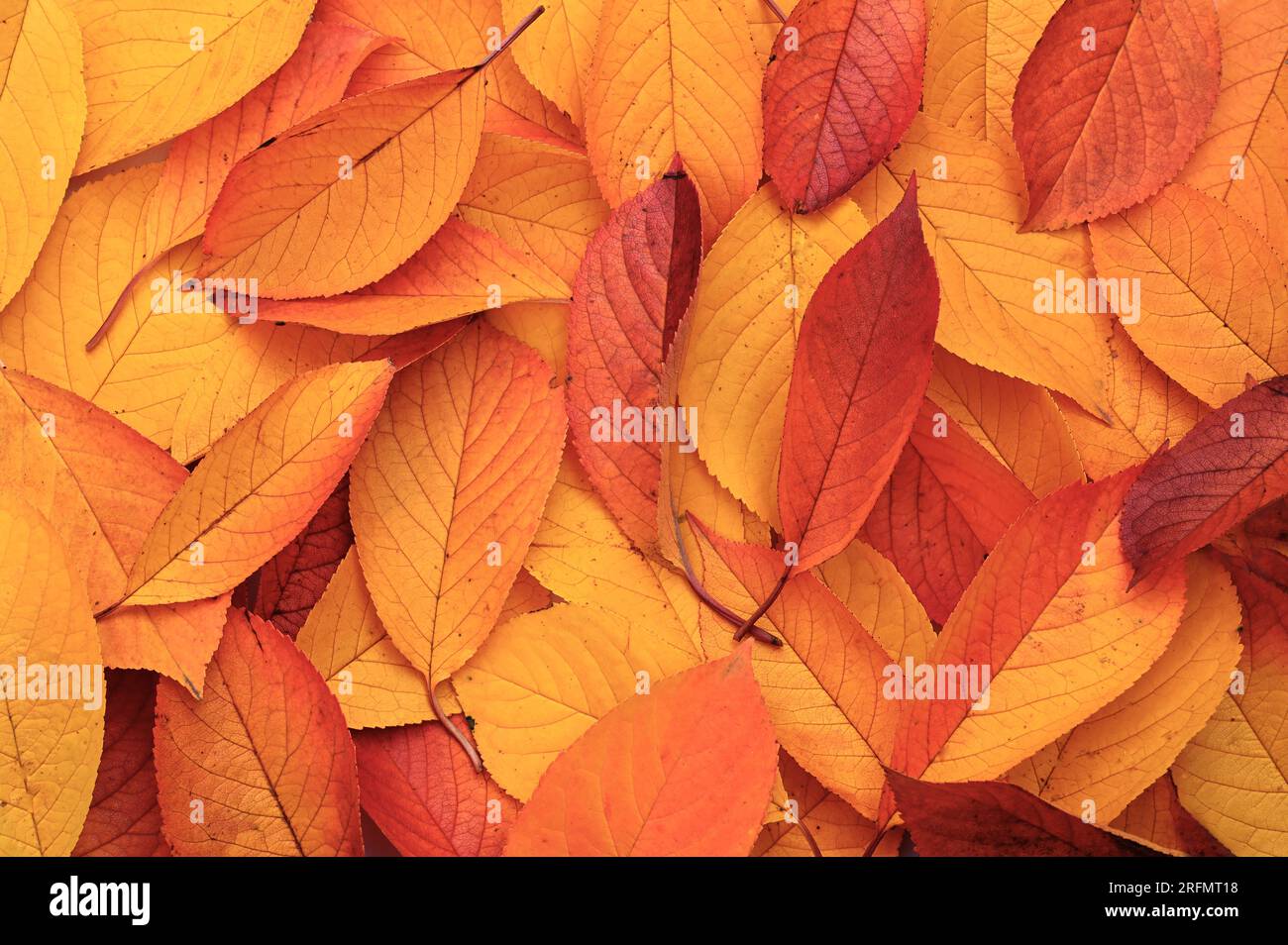 Caduta di foglie asciutte colorate sullo sfondo. Concetto autunnale. Natura Foto Stock