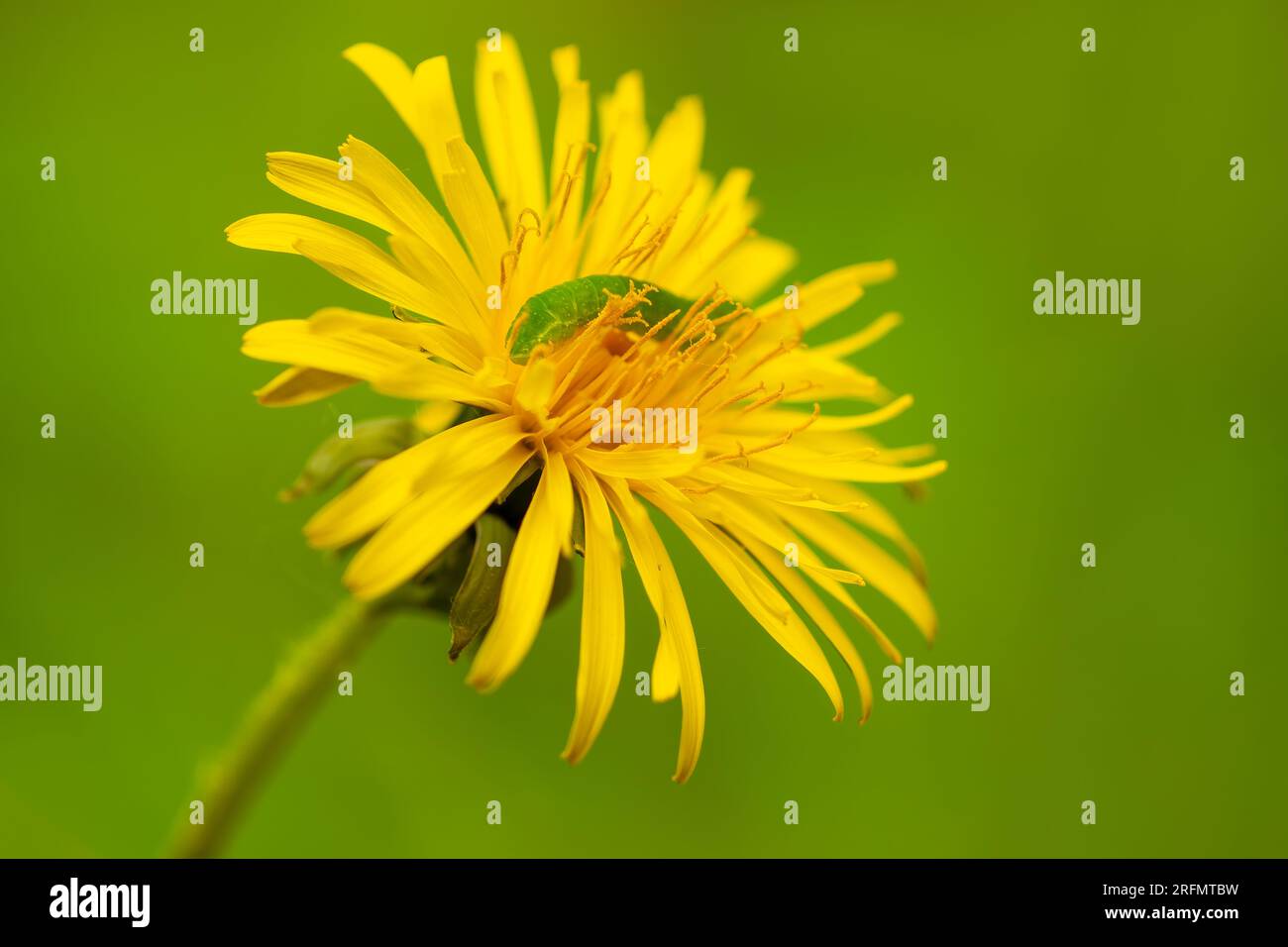 un piccolo bruco verde scorre attraverso un fiore giallo di un dente di leone Foto Stock