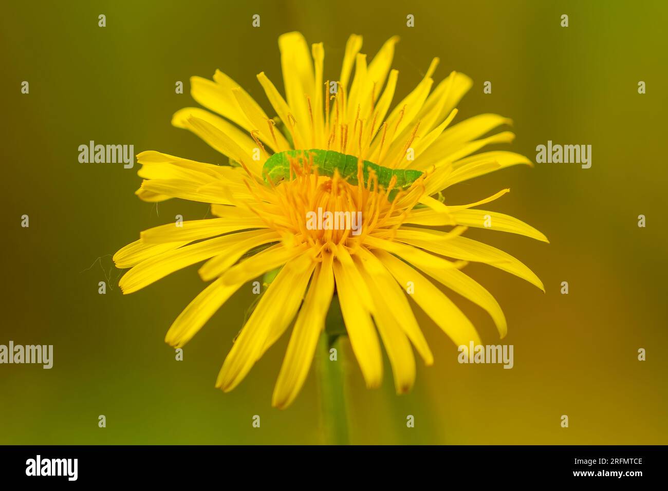 un piccolo bruco verde scorre attraverso un fiore giallo di un dente di leone Foto Stock