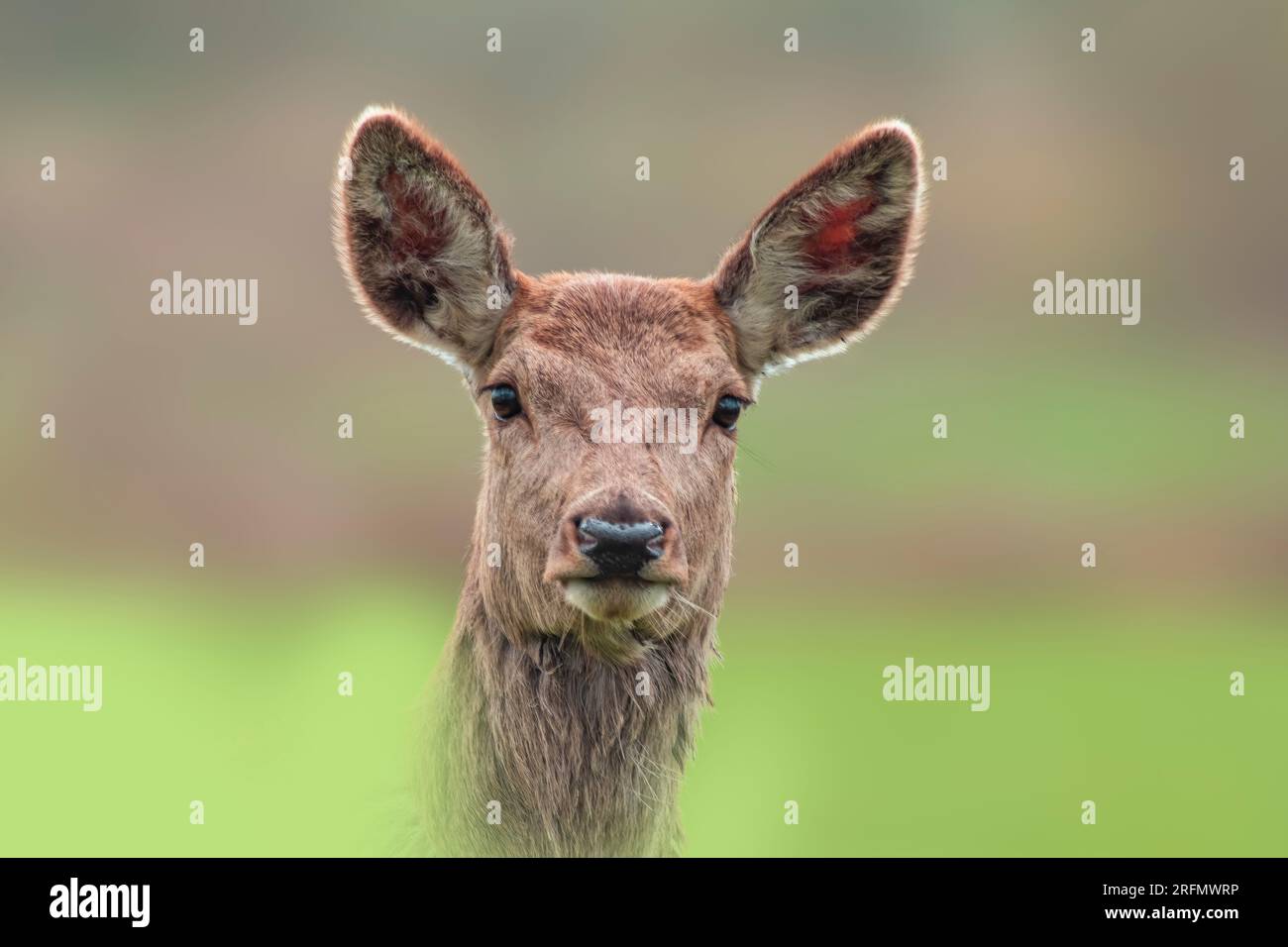 Un Ritratto di cervo rosso (Cervus elaphus) in un prato Foto Stock