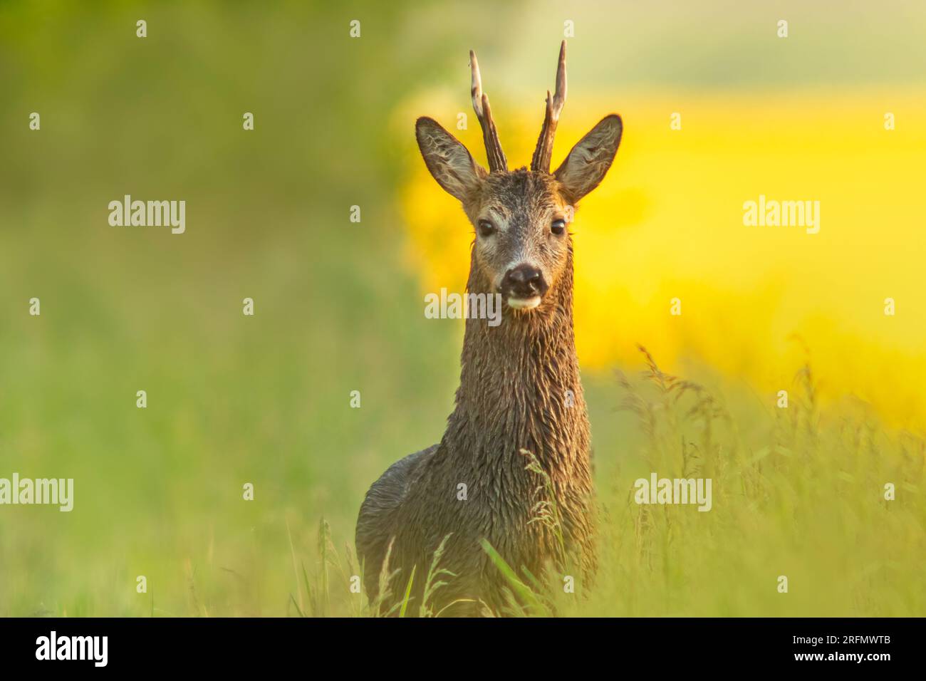 Un capreolo (Capreolus capreolus) si erge su un prato verde e mangia Foto Stock