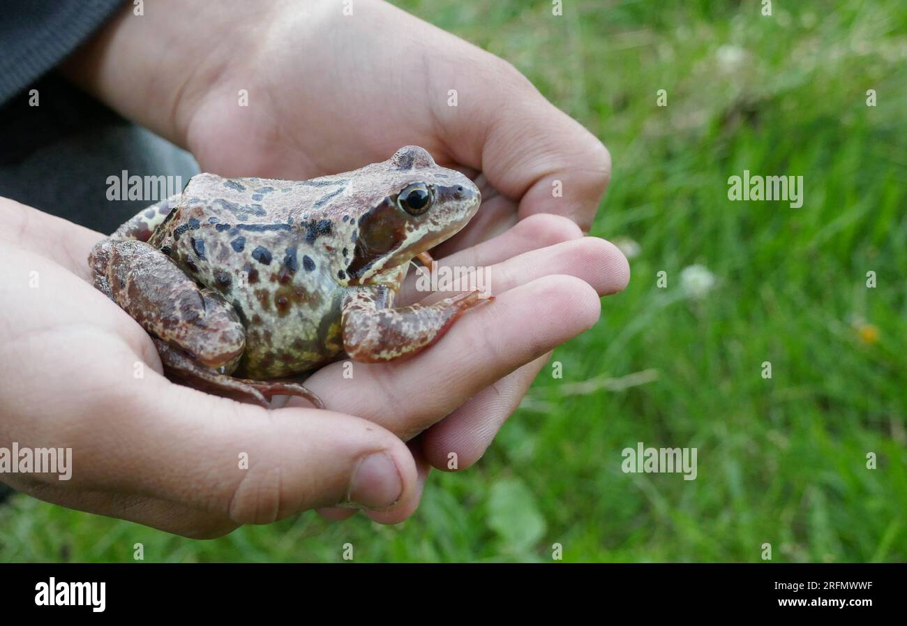 Una vecchia rana (Rana temporaria) in mano a un ragazzo. La fiducia della natura dovrebbe essere valutata Foto Stock