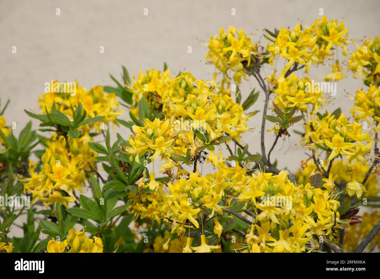 Fiori primaverili di azalea giallo profumato Rhododendron luteum Kiel, Germania maggio Foto Stock