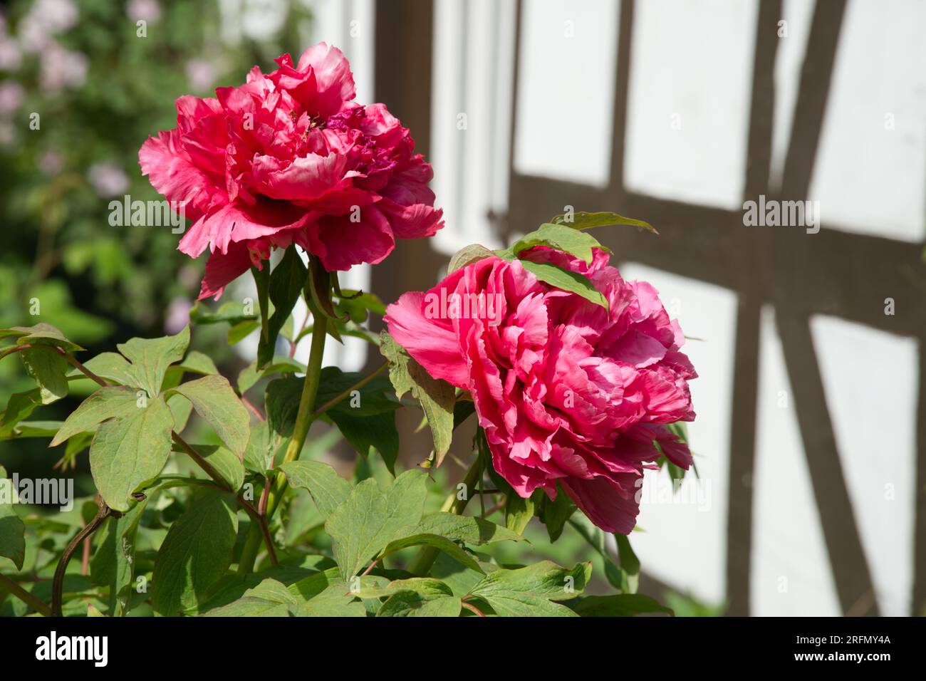 Fiori rosa primaverili di peonie albero, peonia x suffruticosa o peonia moutana Kiel, Germania maggio Foto Stock