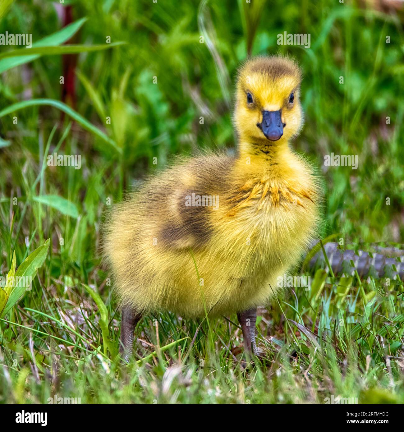 Baby Canada Goose Gosling al Presque Isle State Park Foto Stock