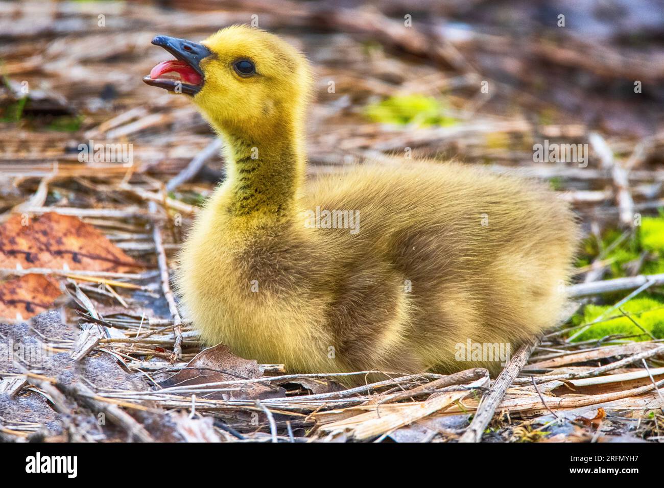 Baby Canada Goose Gosling al Presque Isle State Park Foto Stock