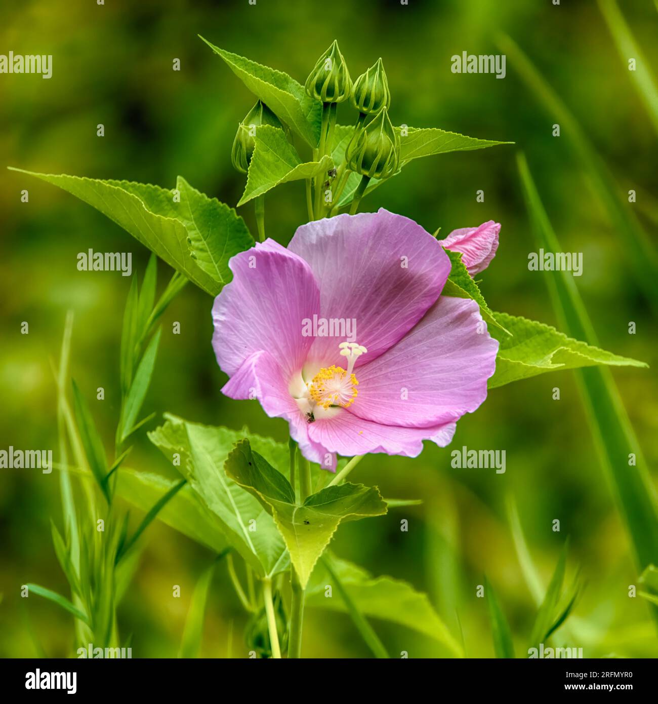 Splendido fiore di Hibiscus Pink Wild Foto Stock